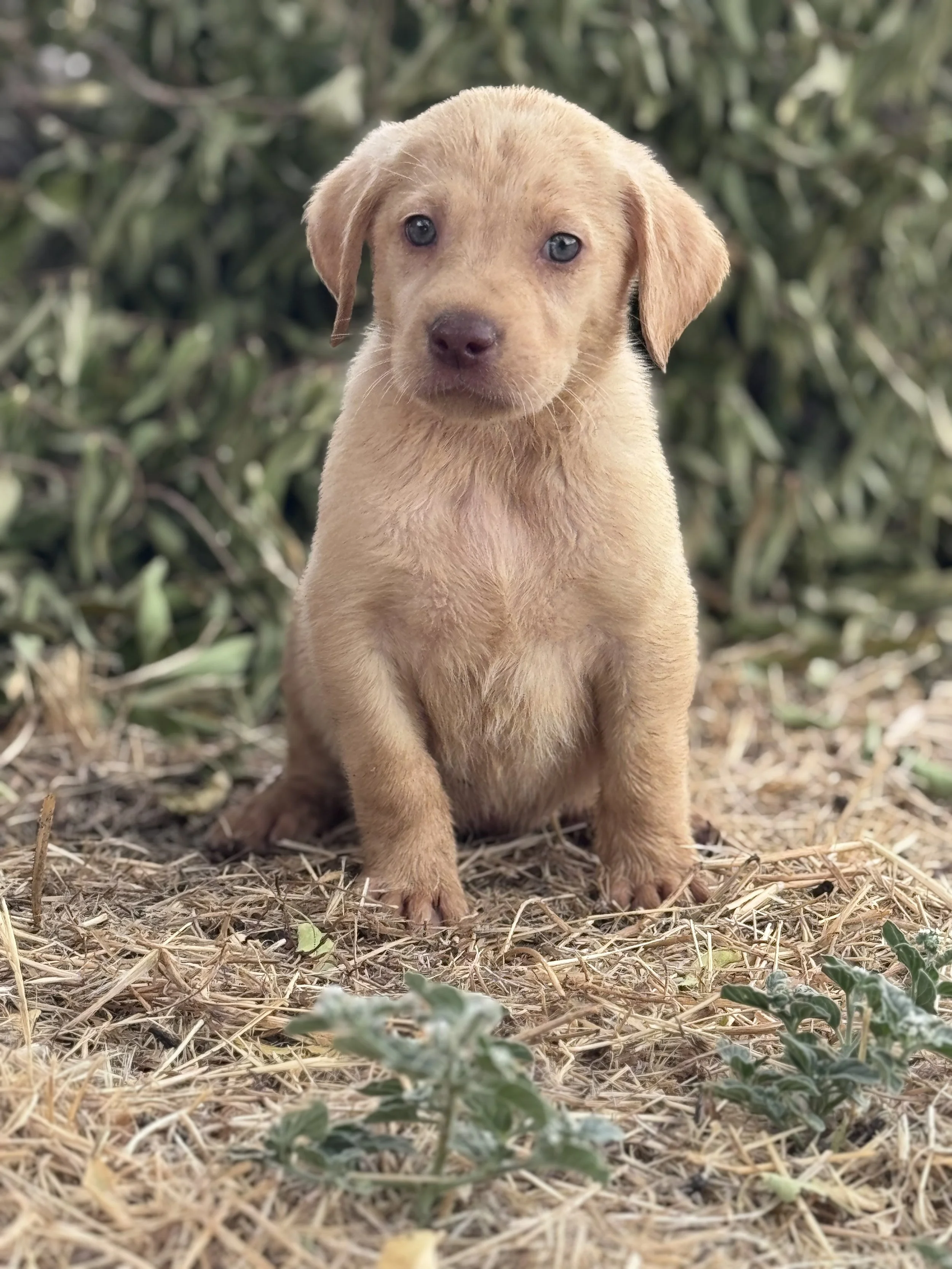 AKC Labrador Retriever Puppies | Sutter CA & Twin Bridges MT